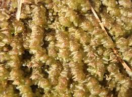 Attēlu rezultāti vaicājumam “Ptilidium ciliare”