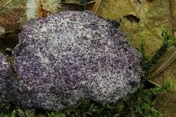 Attēlu rezultāti vaicājumam “Nectriopsis violacea”