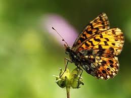 Attēlu rezultāti vaicājumam “Boloria dia upperside”