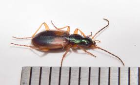 Attēlu rezultāti vaicājumam “Anchomenus dorsalis”