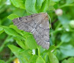 Attēlu rezultāti vaicājumam “Odontopera bidentata”