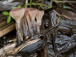 Attēlu rezultāti vaicājumam “Myriosclerotinia scirpicola”