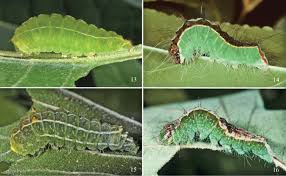 Attēlu rezultāti vaicājumam “Acronicta leporina larva”