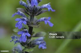 Attēlu rezultāti vaicājumam “Ajuga genevensis flower”