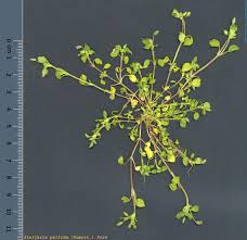 Attēlu rezultāti vaicājumam “Stellaria pallida”