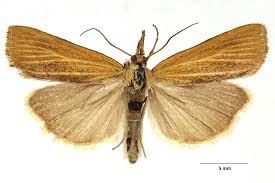 Attēlu rezultāti vaicājumam “Pediasia fascelinella”