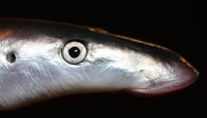 Image result for Lampetra fluviatilis