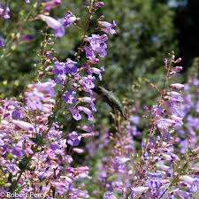 Image result for Penstemon