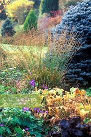 Attēlu rezultāti vaicājumam “Molinia caerulea flower”