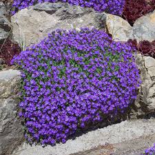 Image result for Aubrieta hybrida (cultorum)
