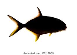 Image result for Trachinotus carolinus