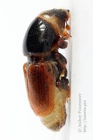 Attēlu rezultāti vaicājumam “Scolytus ratzeburgi”