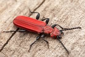 Attēlu rezultāti vaicājumam “Cucujus cinnaberinus”