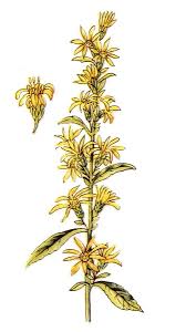 Image result for Solidago virgaurea