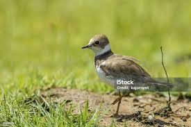 Attēlu rezultāti vaicājumam “Charadrius dubius adult”