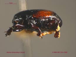 Attēlu rezultāti vaicājumam “Histeridae”