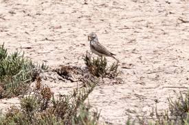 Image result for Calandrella rufescens