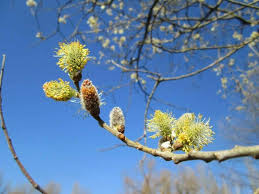 Attēlu rezultāti vaicājumam “Salix cinerea female flower”