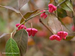 Attēlu rezultāti vaicājumam “Euonymus europaeus flower”