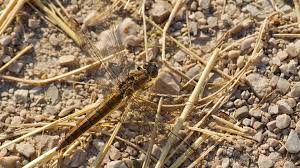 Attēlu rezultāti vaicājumam “Orthetrum brunneum”