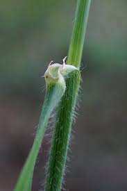 Attēlu rezultāti vaicājumam “Hordelymus europaeus leaf”