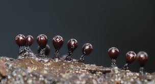 Attēlu rezultāti vaicājumam “Trichia ambigua macro”