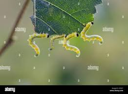 Attēlu rezultāti vaicājumam “Cimbex femoratus larva”