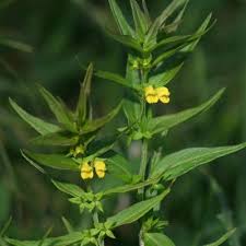 Attēlu rezultāti vaicājumam “Melampyrum sylvaticum flower”