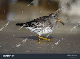 Attēlu rezultāti vaicājumam “Calidris maritima adult”