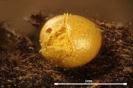 Attēlu rezultāti vaicājumam “Hemitrichia lutescens macro”