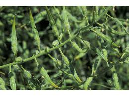 Attēlu rezultāti vaicājumam “Sinapis alba leaf”