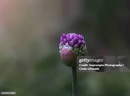 Attēlu rezultāti vaicājumam “Allium schoenoprasum bud”