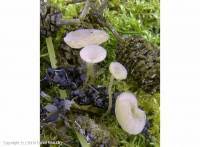 Attēlu rezultāti vaicājumam “Ciboria amentacea”