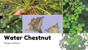 Attēlu rezultāti vaicājumam “Trapa natans leaf”