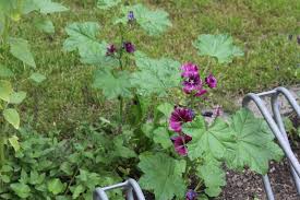 Image result for Malva sylvestris var. mauritiana