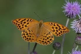 Attēlu rezultāti vaicājumam “Argynnis paphia”