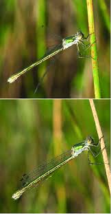Attēlu rezultāti vaicājumam “Lestes dryas”