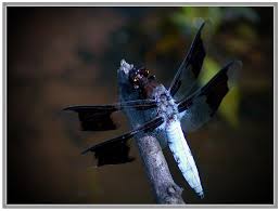 Image result for Colenorton Dragons