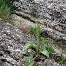 Attēlu rezultāti vaicājumam “Anthyllis maritima bud”