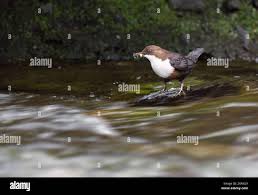 Attēlu rezultāti vaicājumam “Cinclus cinclus adult”