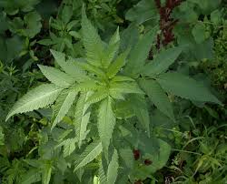 Attēlu rezultāti vaicājumam “Bidens frondosa”