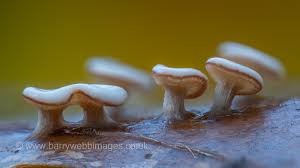 Attēlu rezultāti vaicājumam “Diachea subsessilis stalked”