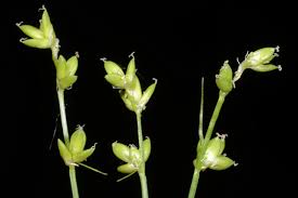 Attēlu rezultāti vaicājumam “Carex loliacea”