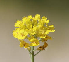 Attēlu rezultāti vaicājumam “Alyssum gmelinii”