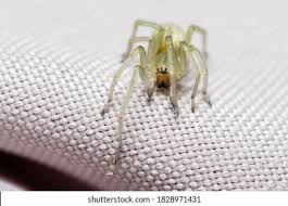 Attēlu rezultāti vaicājumam “Cheiracanthium sp.”