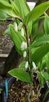 Attēlu rezultāti vaicājumam “Polygonatum odoratum flower”