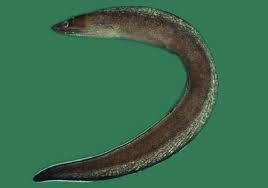 Image result for Gymnothorax vicinus