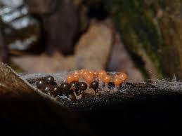 Attēlu rezultāti vaicājumam “Trichia crateriformis macro”