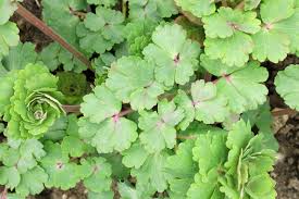 Attēlu rezultāti vaicājumam “Aquilegia vulgaris leaf”
