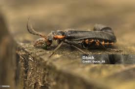 Attēlu rezultāti vaicājumam “Cantharis fusca”